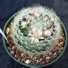 Mammillaria_aureilanata